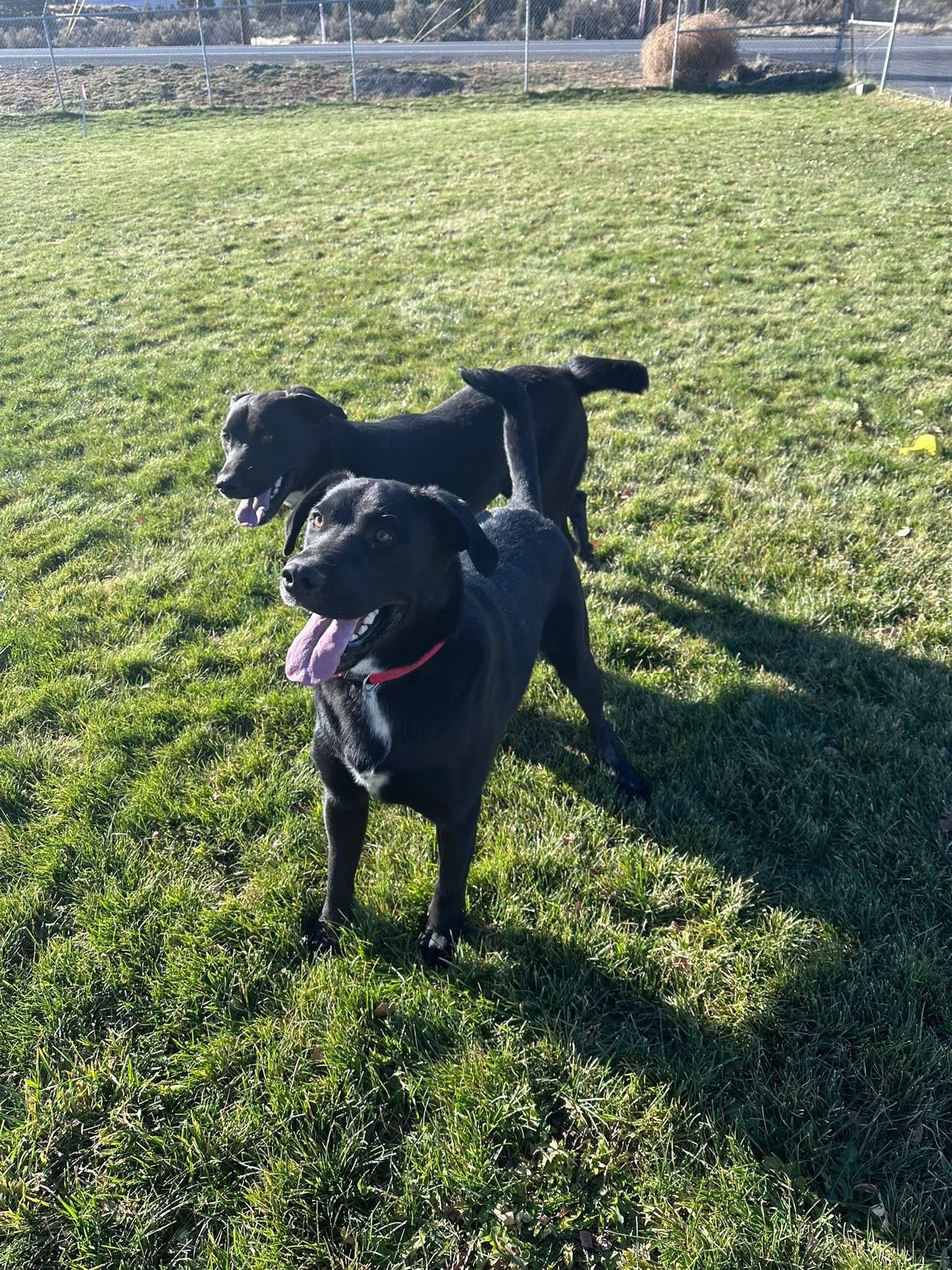 Bert, a ADOPTABLE mixed breed image 5/6