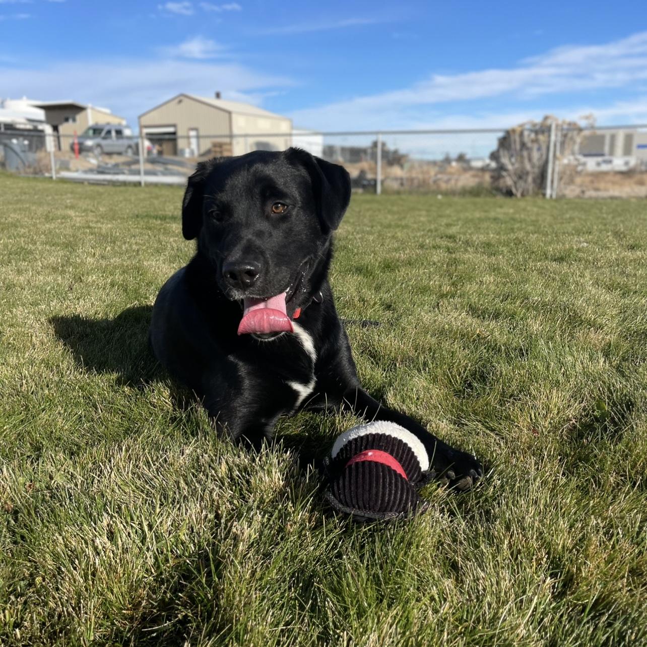 Bert, a ADOPTABLE mixed breed image 6/6