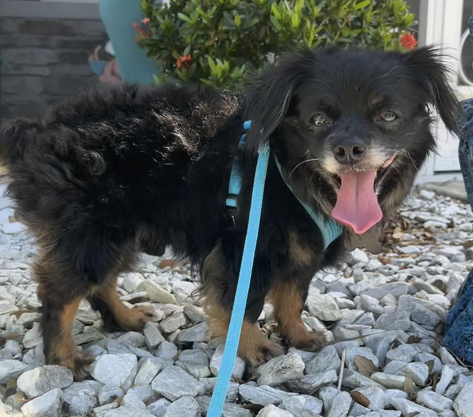 Mudkip, aka Kip, a Adoptable mixed breed in Cape Coral, FL image 1/6