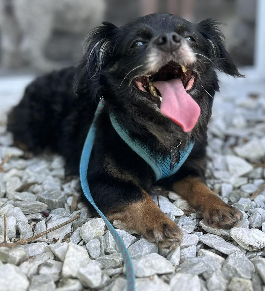 Mudkip, aka Kip, a Adoptable mixed breed in Cape Coral, FL image 2/6