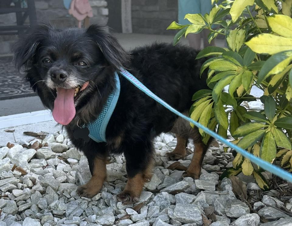 Enlarge Mudkip, aka Kip, a Adoptable mixed breed in Cape Coral, FL image 3/6