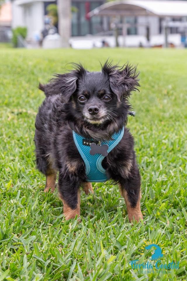 Mudkip, aka Kip, a Adoptable mixed breed in Cape Coral, FL image 3/6