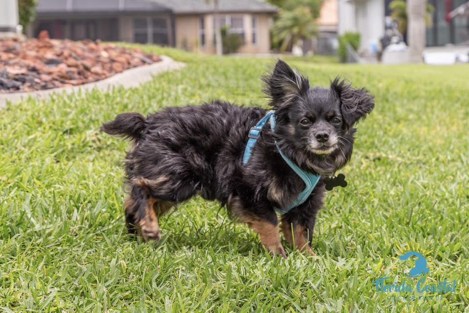 Mudkip, aka Kip, a Adoptable mixed breed in Cape Coral, FL image 4/6