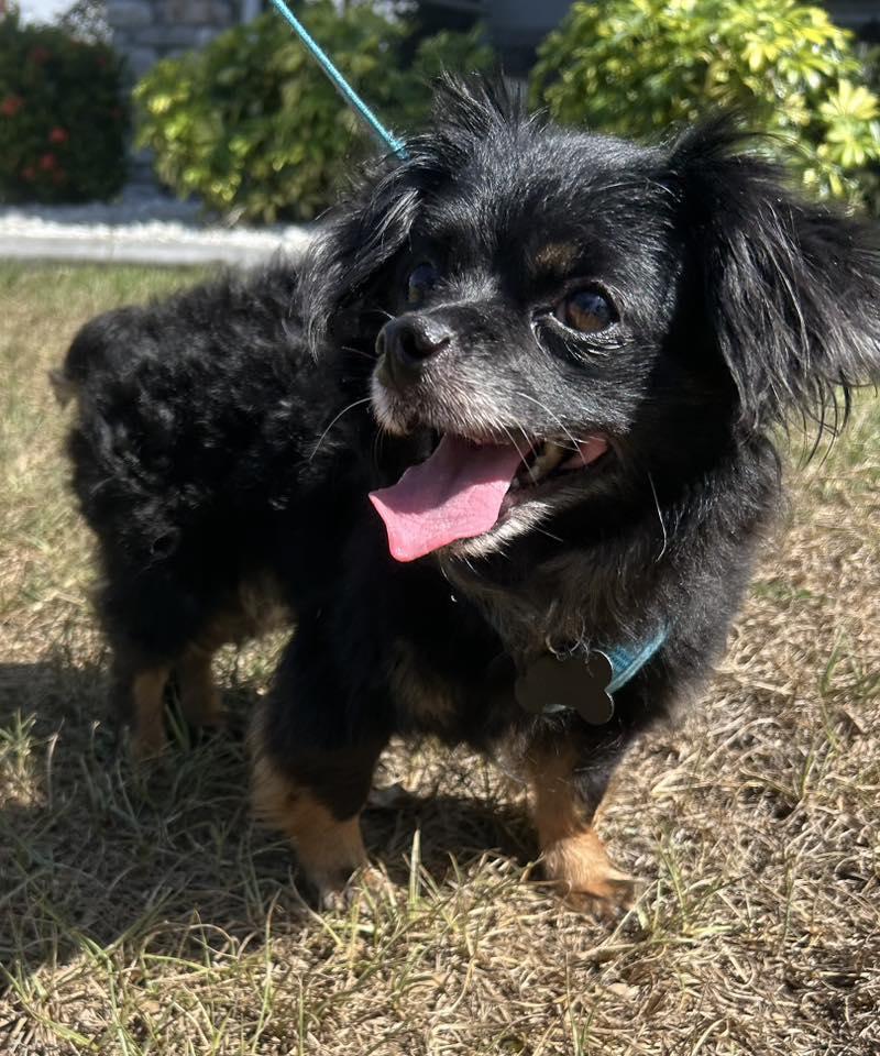 Mudkip, aka Kip, a Adoptable mixed breed in Cape Coral, FL image 5/6