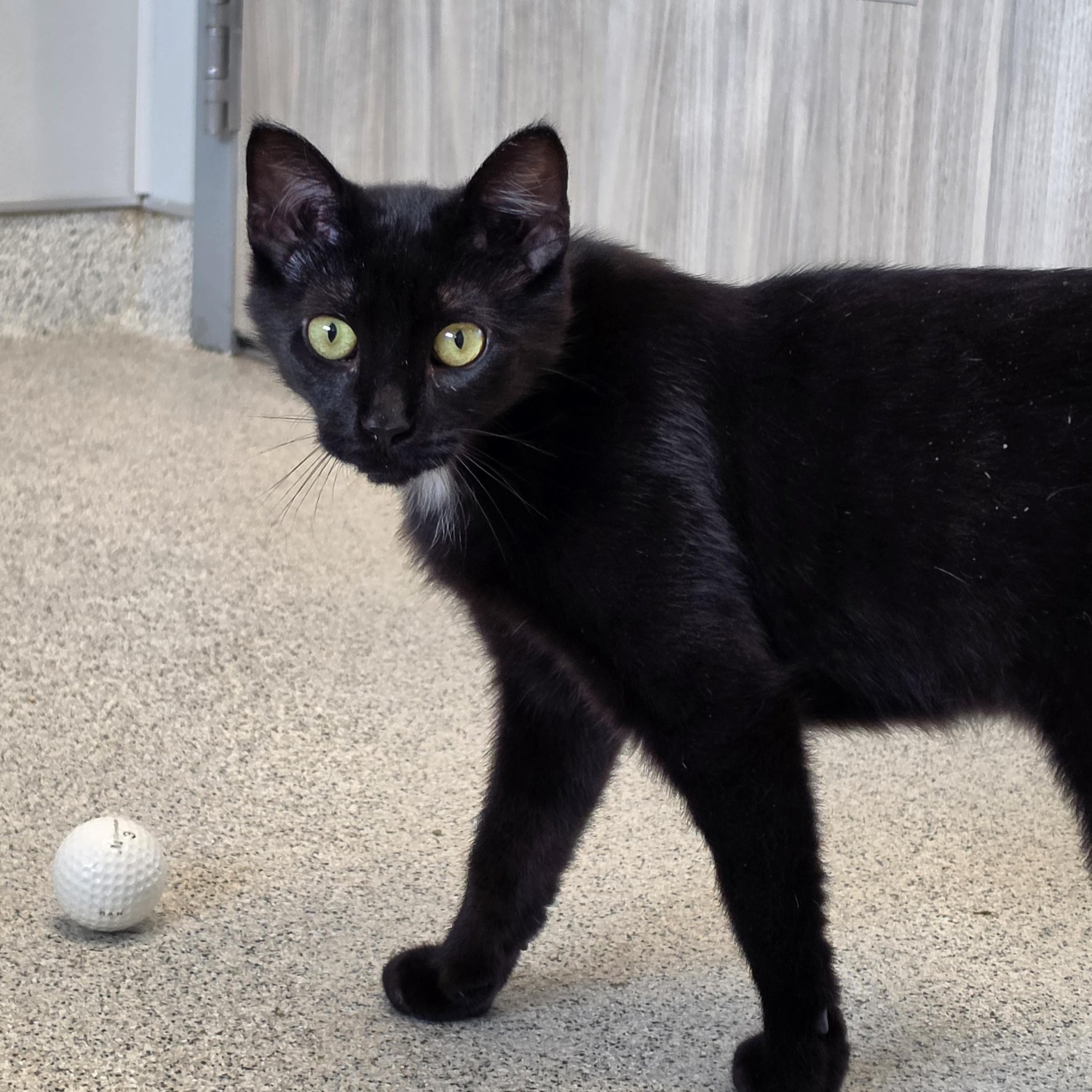 Moxie, a ADOPTABLE Domestic Short Hair in Cooperstown, NY image 5/5