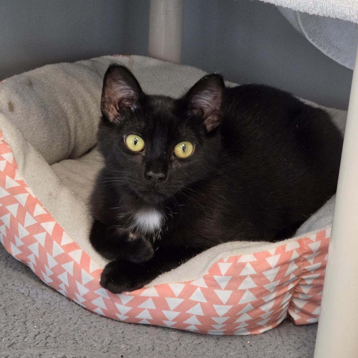 Moxie, ADOPTABLE, Kitten Male Domestic Short Hair.