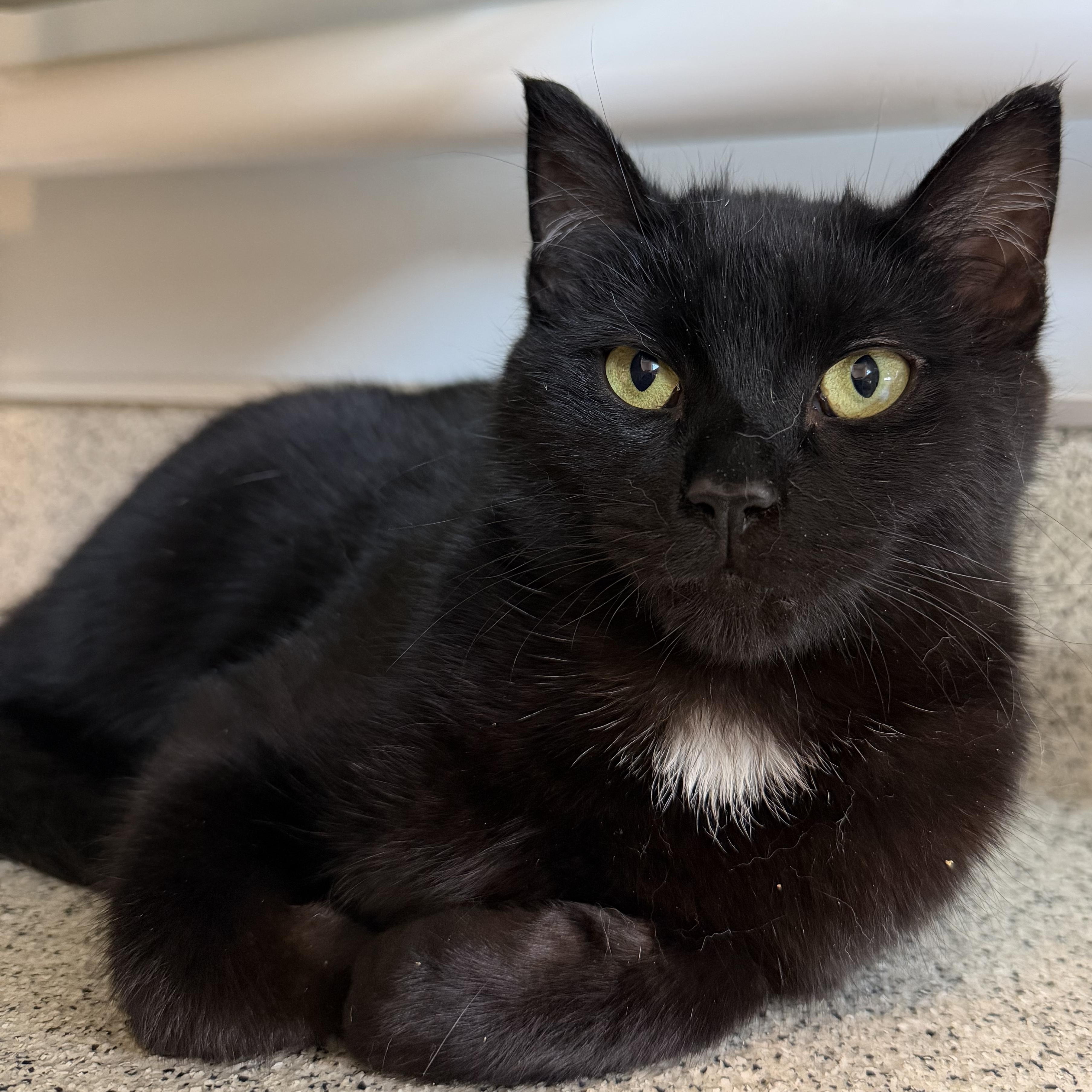 Moxie, ADOPTABLE, Kitten Male Domestic Short Hair.