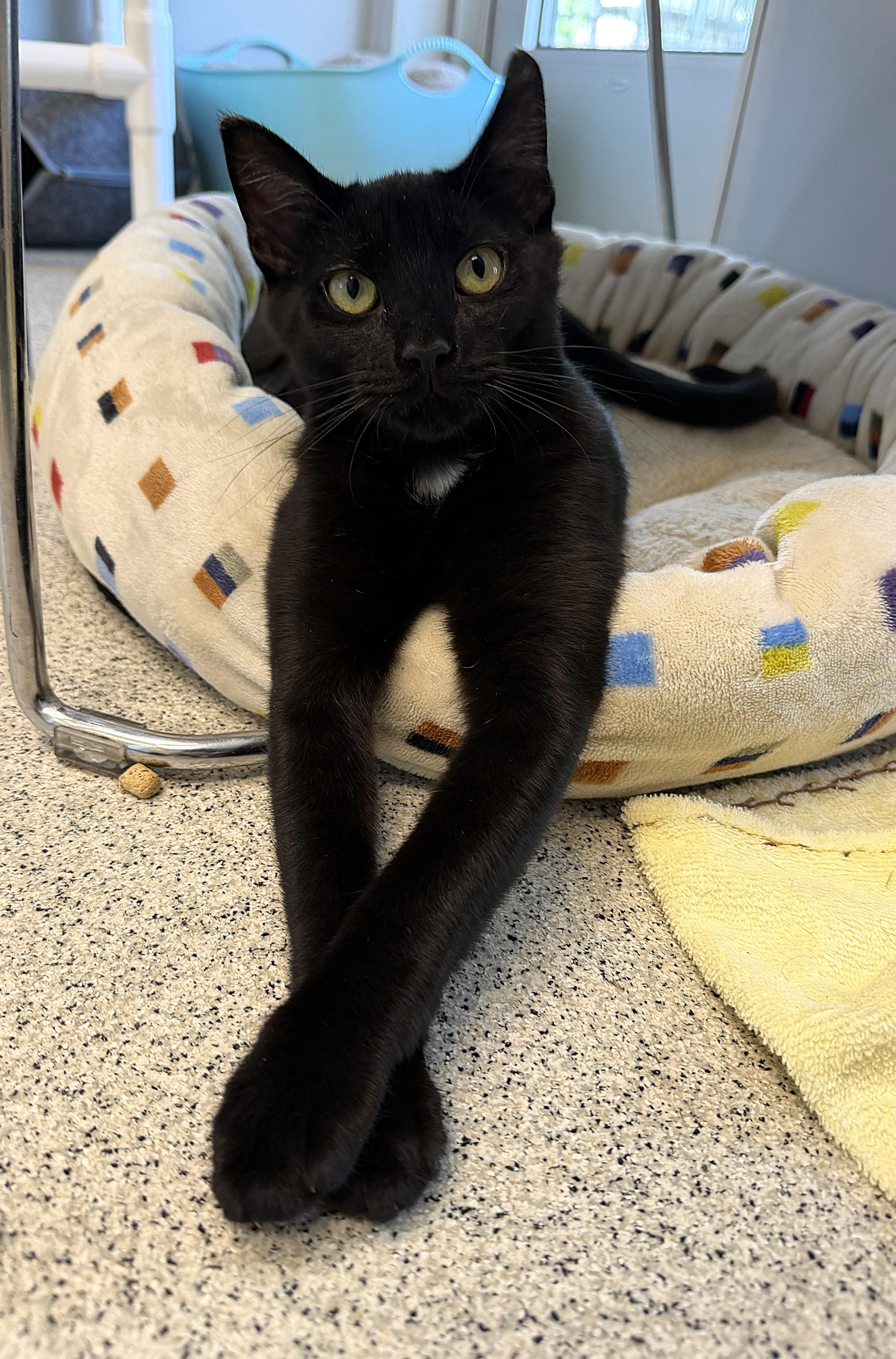Enlarge Moxie, a ADOPTABLE Domestic Short Hair in Cooperstown, NY image 3/5