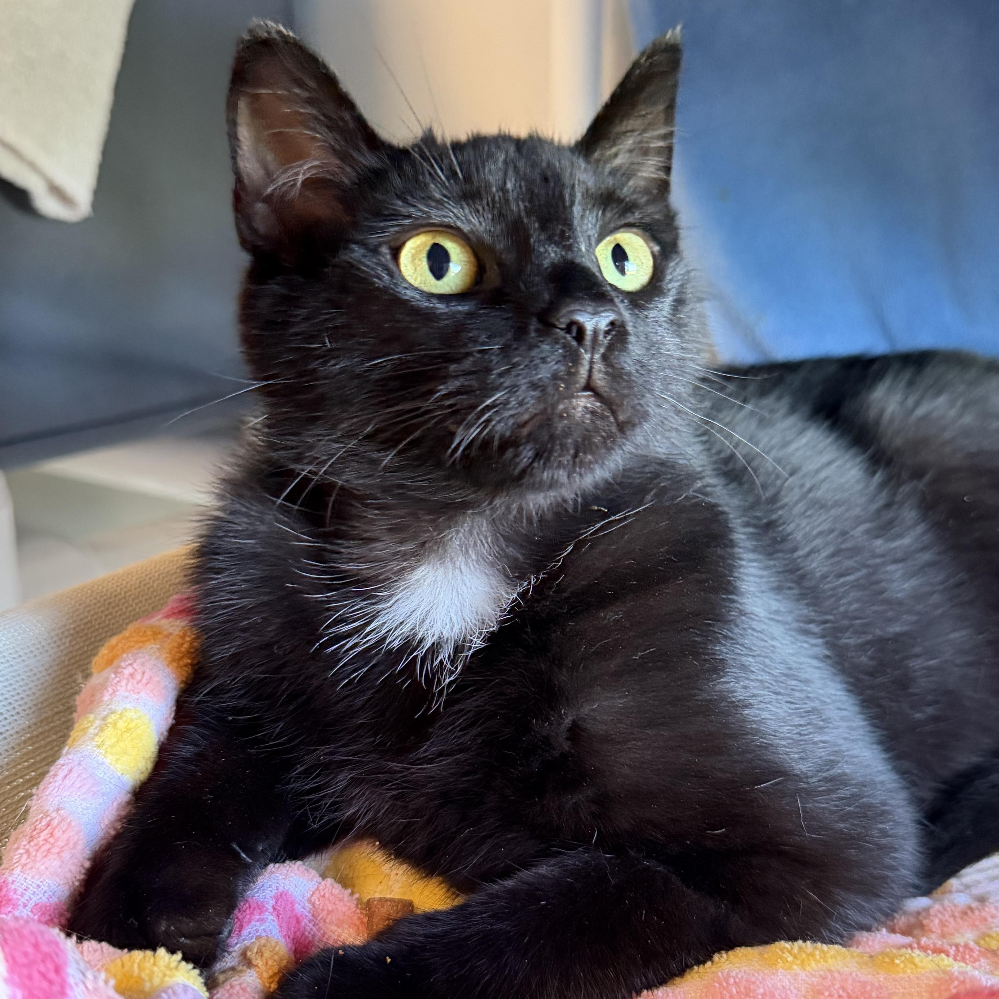 Moxie, ADOPTABLE, Kitten Male Domestic Short Hair.