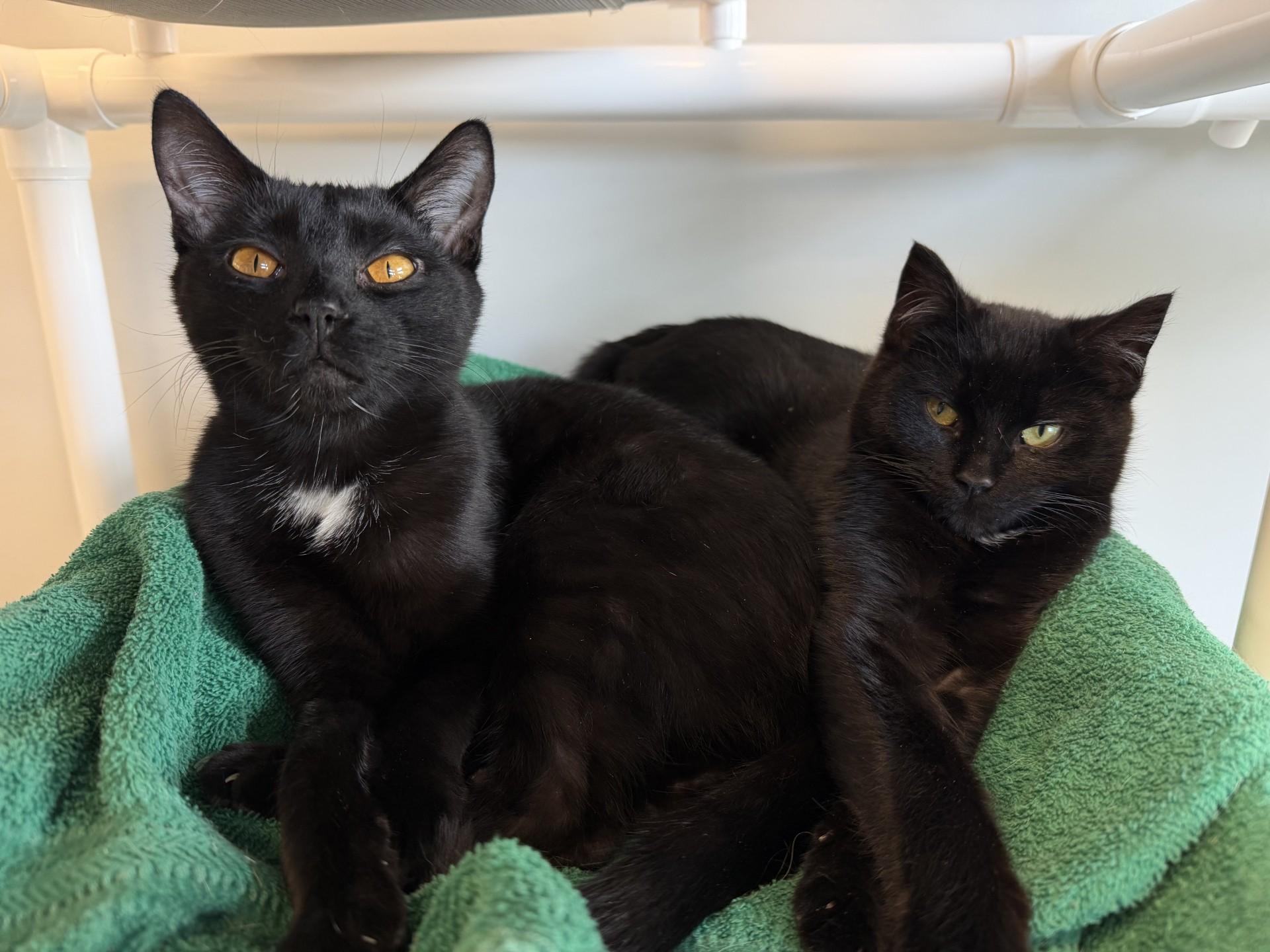 Moxie, a ADOPTABLE Domestic Short Hair in Cooperstown, NY image 3/3