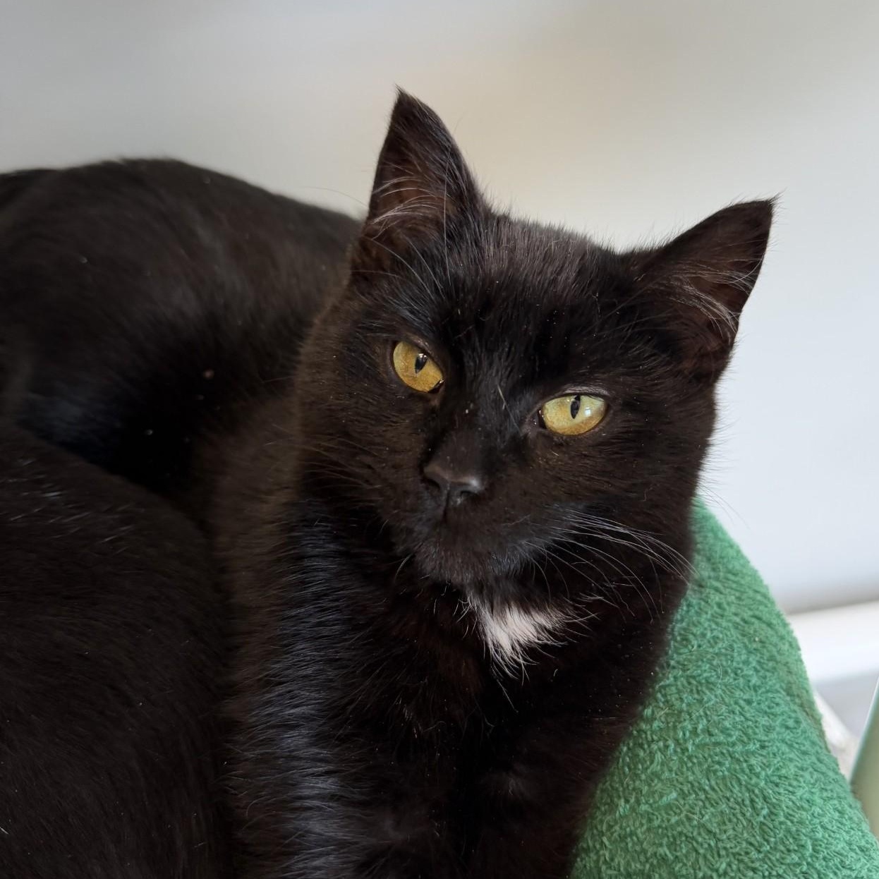 Moxie, a ADOPTABLE Domestic Short Hair in Cooperstown, NY image 2/3