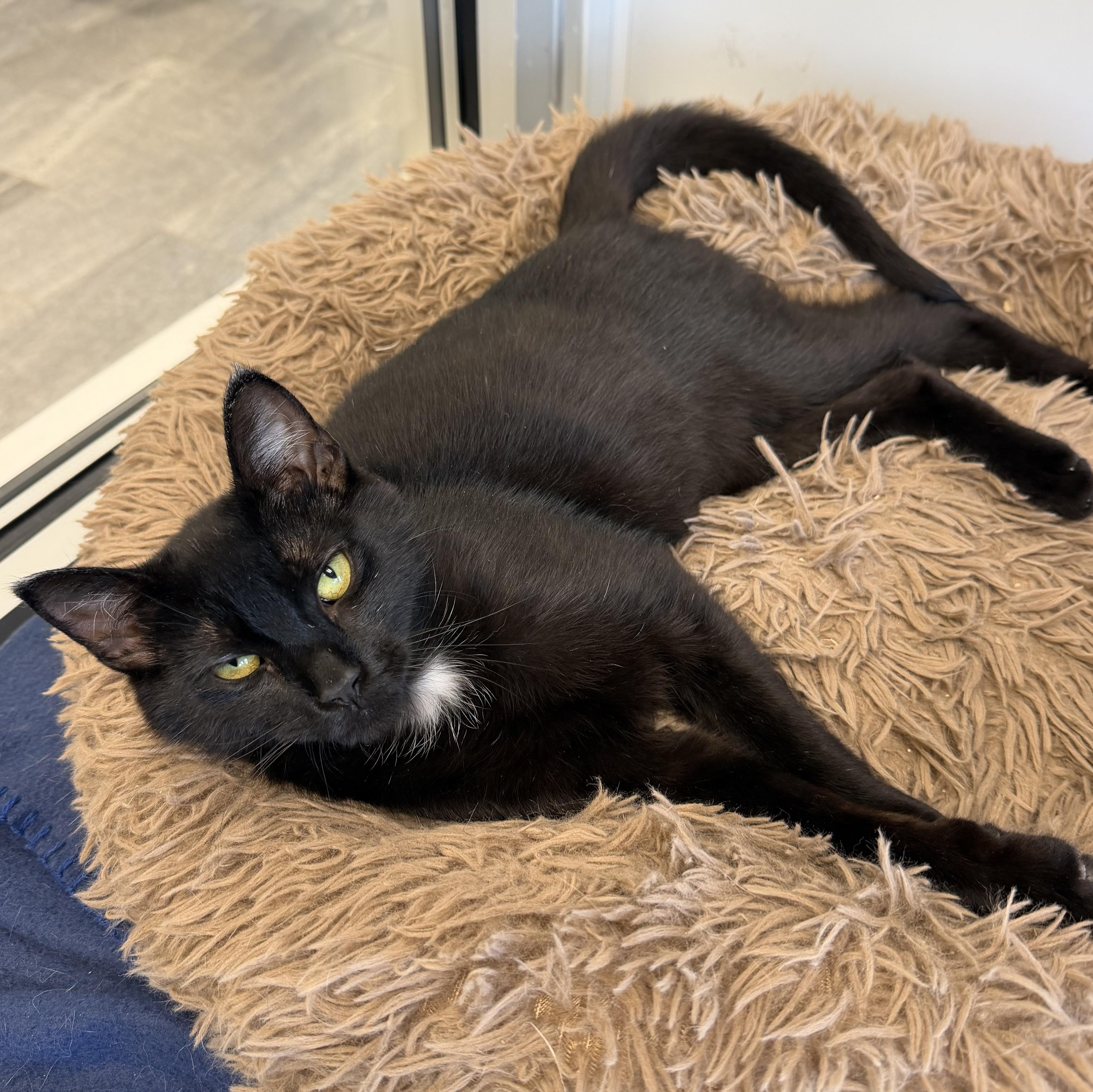 Moxie, ADOPTABLE, Kitten Male Domestic Short Hair.