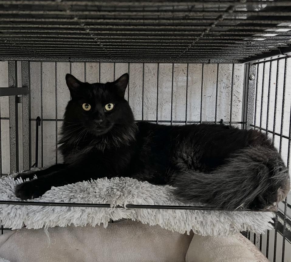 Enlarge Kahlua, a Adoptable Domestic Long Hair in Sneads Ferry, NC image 1/2