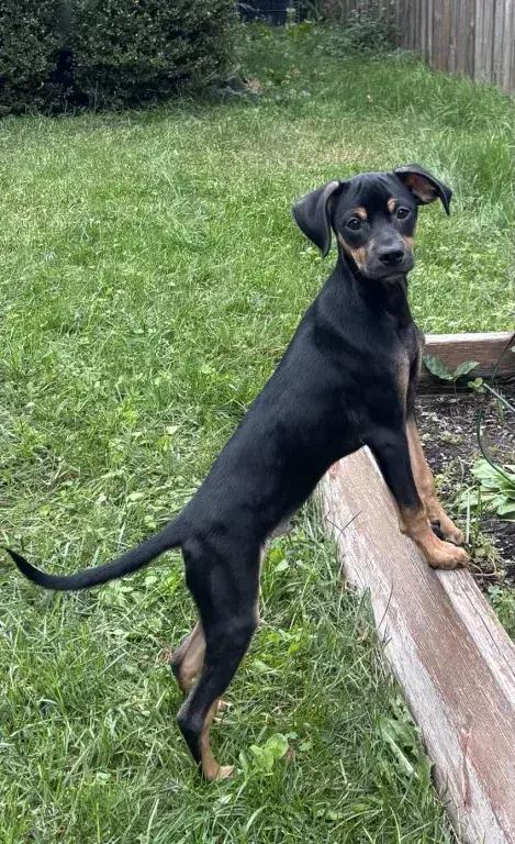Enlarge Emir, a Adoptable mixed breed in Grand Rapids, MI image 1/6
