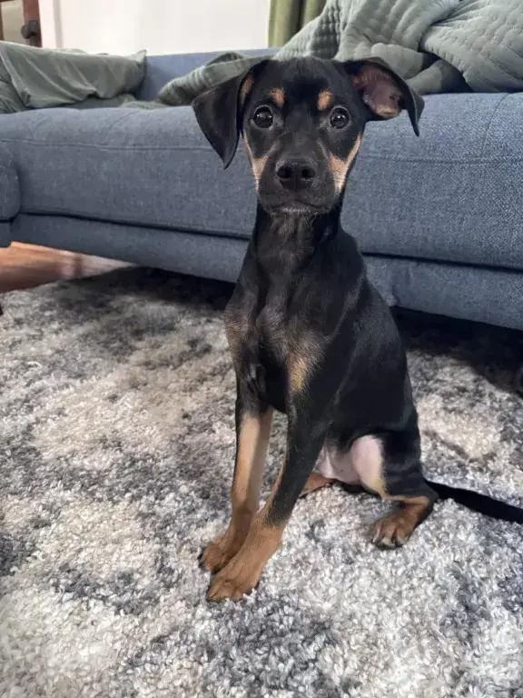 Enlarge Emir, a Adoptable mixed breed in Grand Rapids, MI image 2/6