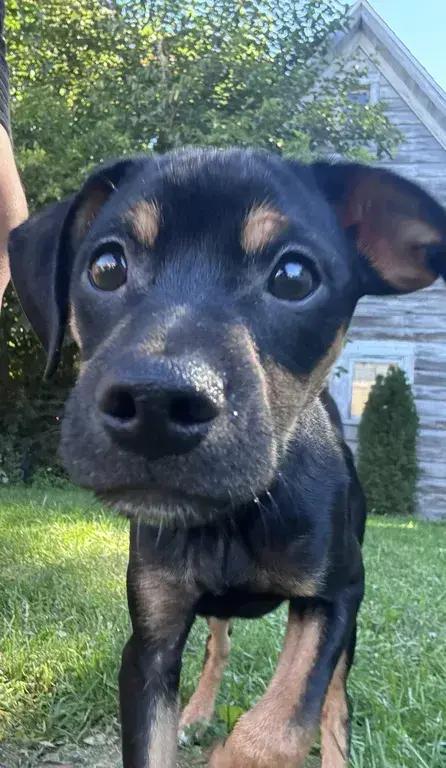 Enlarge Emir, a Adoptable mixed breed in Grand Rapids, MI image 3/6