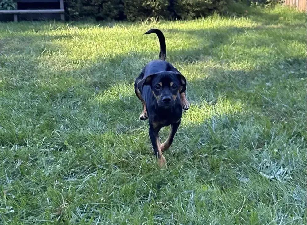 Enlarge Emir, a Adoptable mixed breed in Grand Rapids, MI image 4/6