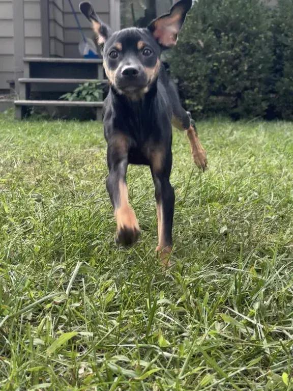 Enlarge Emir, a Adoptable mixed breed in Grand Rapids, MI image 6/6