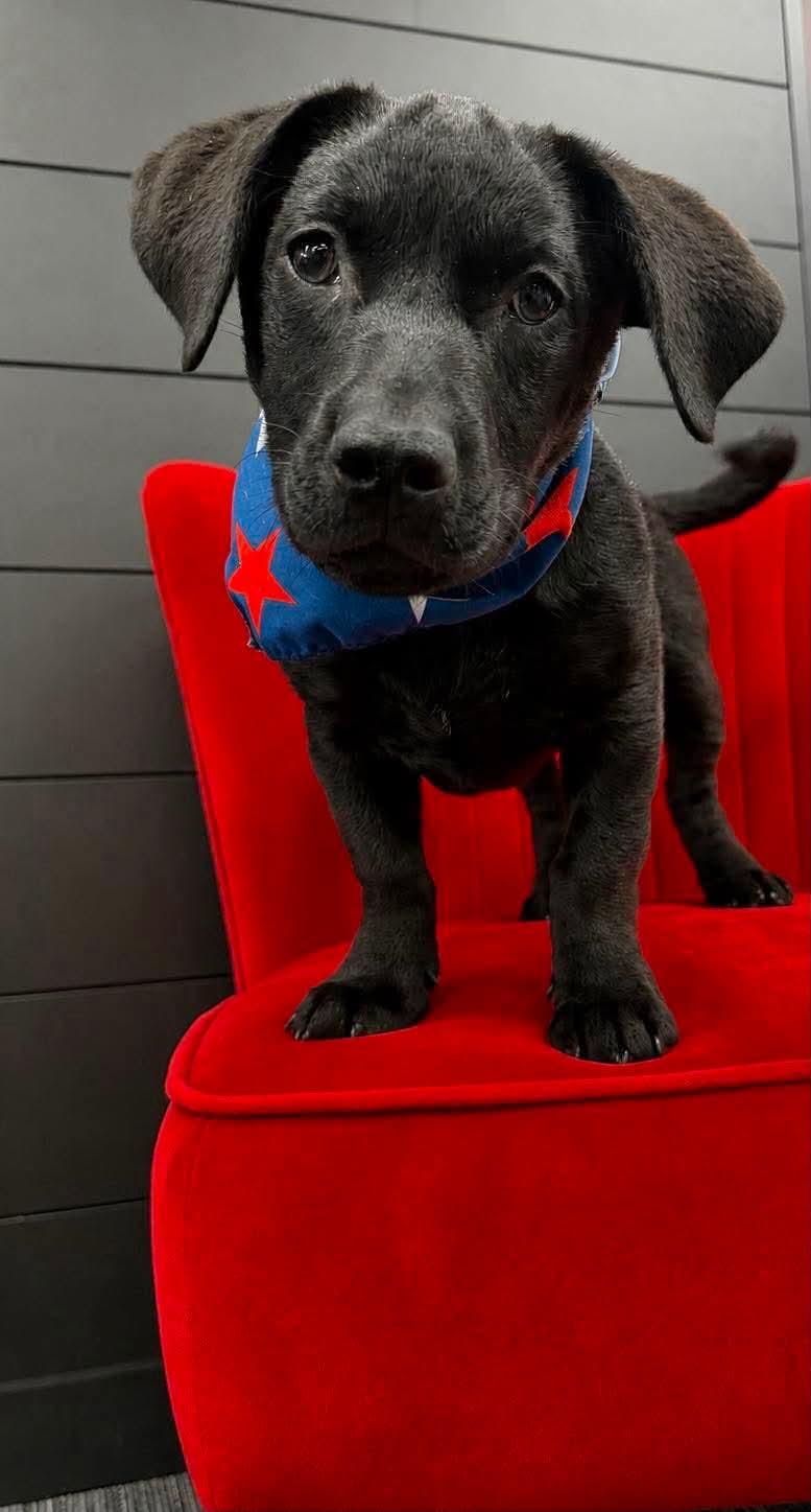 Enlarge Feliz, a Adoptable mixed breed in Elgin, IL image 2/3