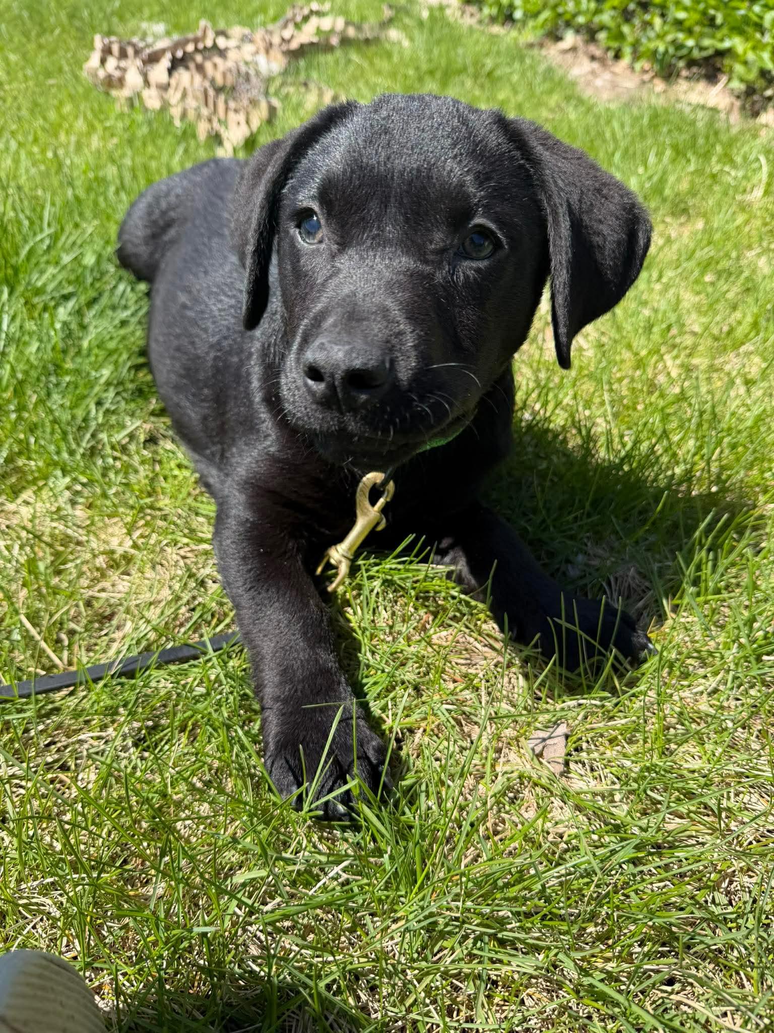 Feliz, Adoptable, Puppy Male Labrador Retriever & Terrier.