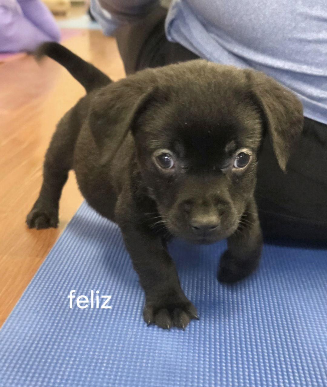 Feliz, Adoptable, Puppy Male Labrador Retriever & Terrier.