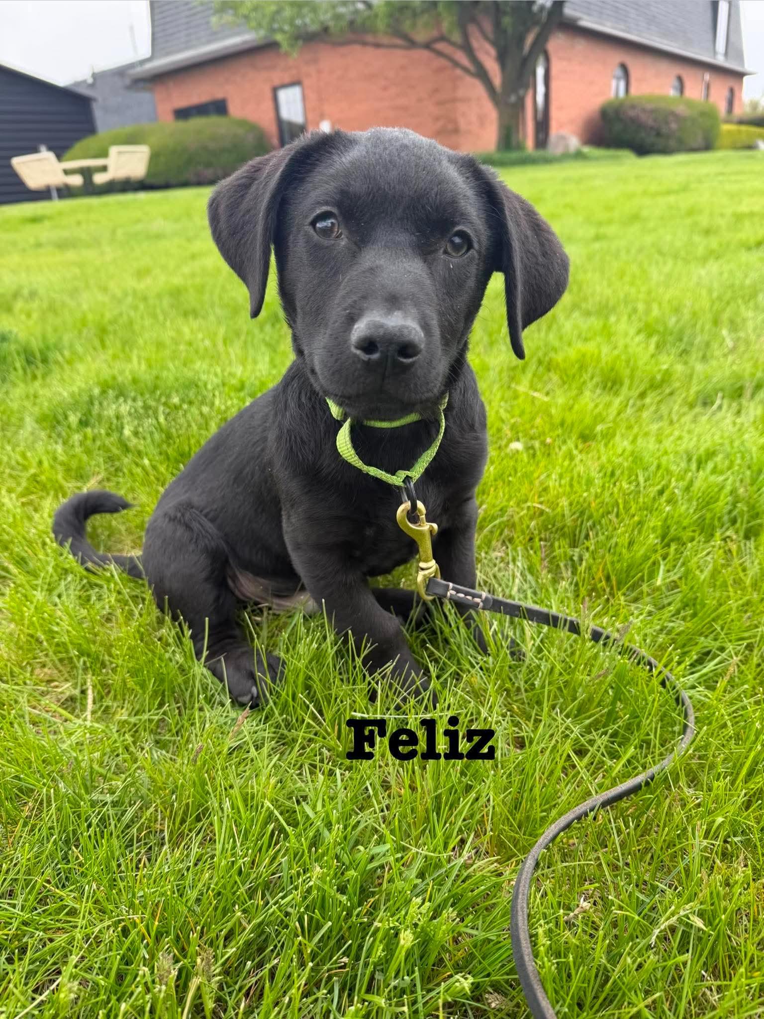 Feliz, Adoptable, Puppy Male Labrador Retriever & Terrier.