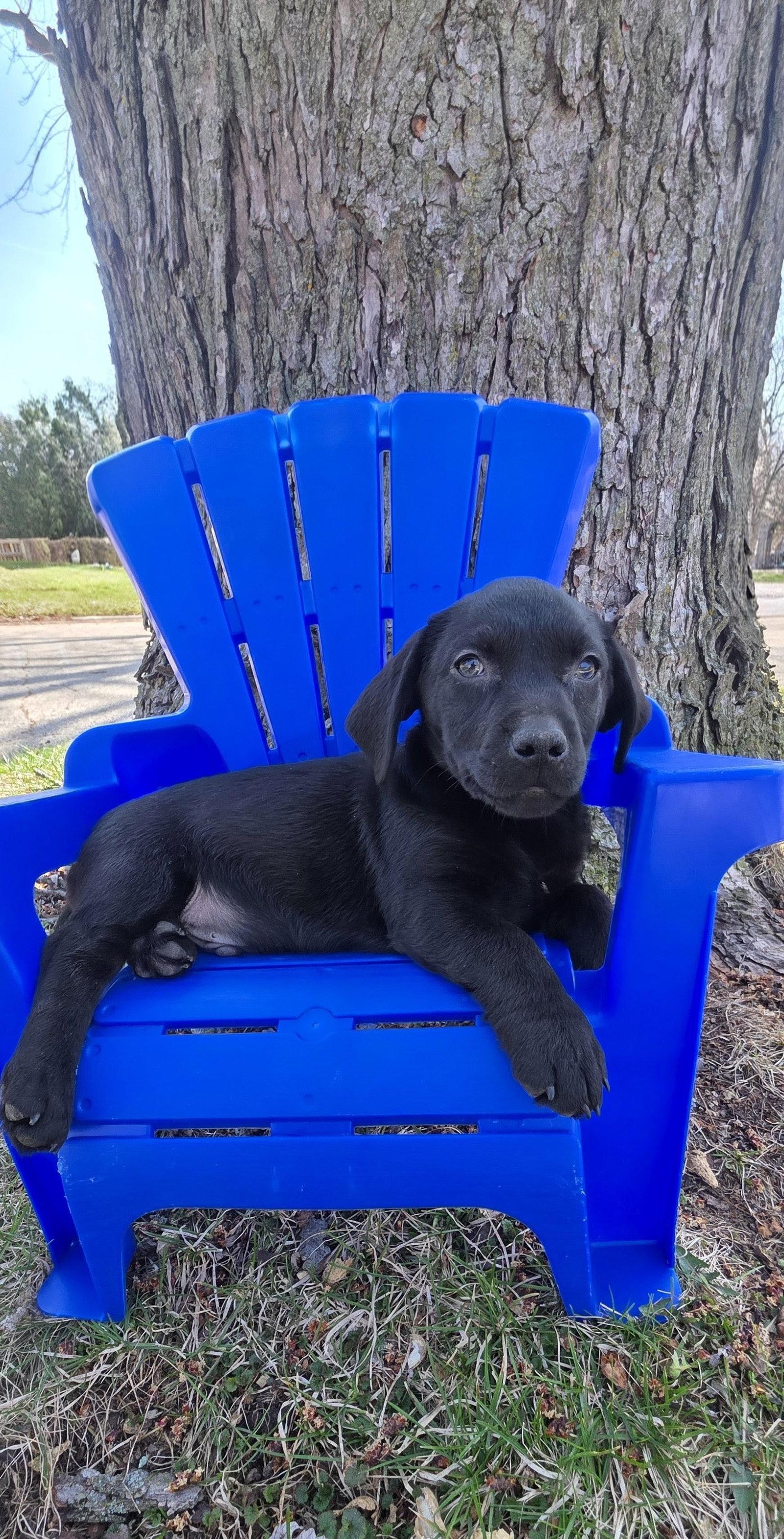 Feliz, Adoptable, Puppy Male Labrador Retriever & Terrier.