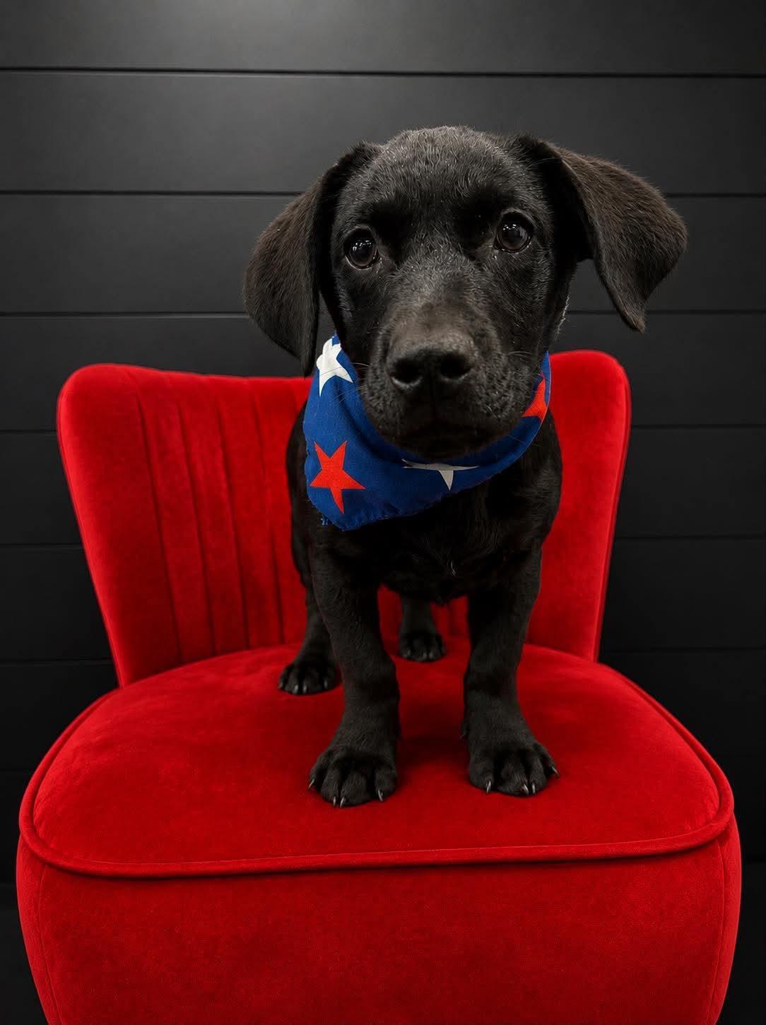 Enlarge Feliz, a Adoptable mixed breed in Elgin, IL image 3/3