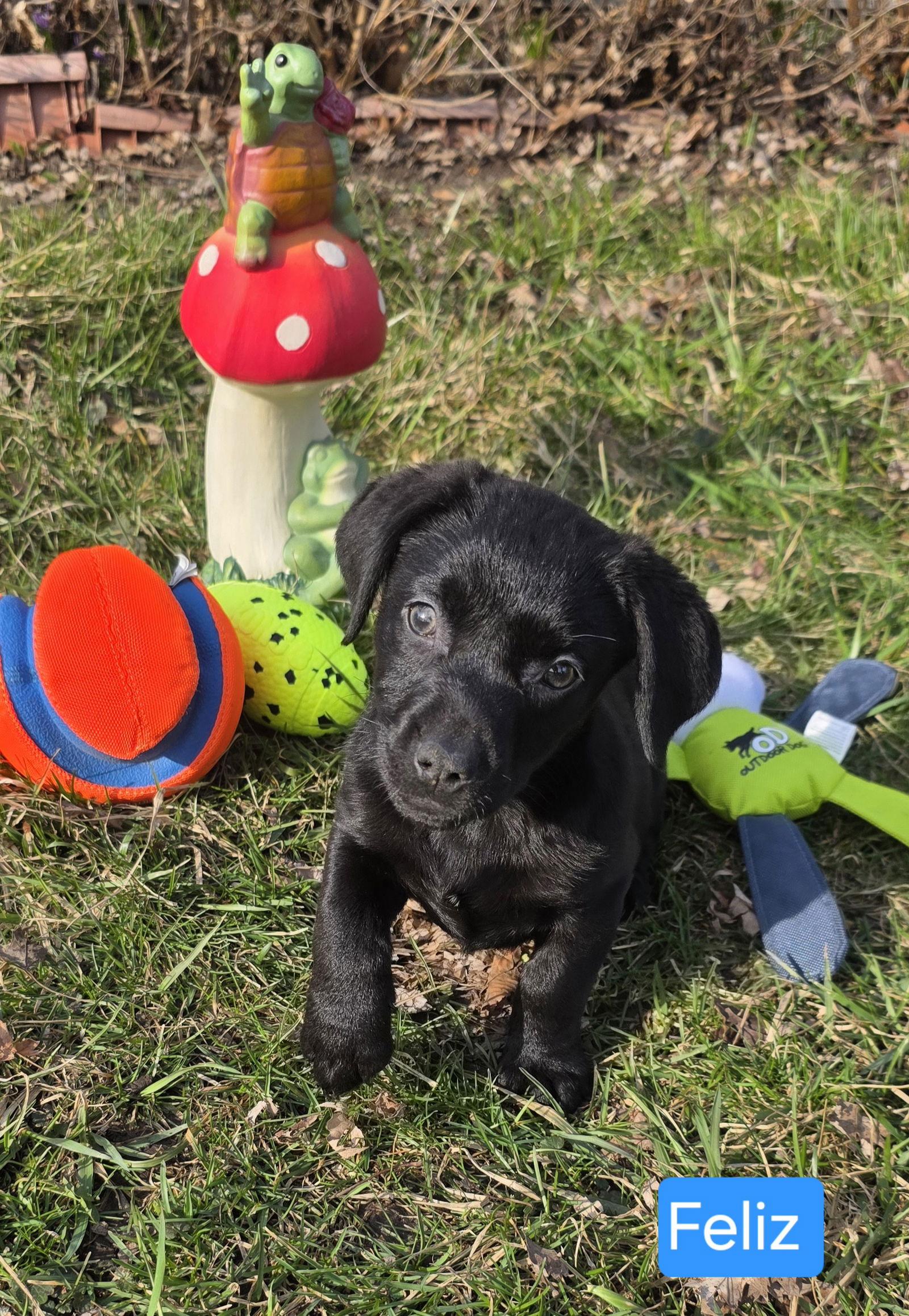 Feliz, a Adoptable mixed breed in Elgin, IL image 2/3