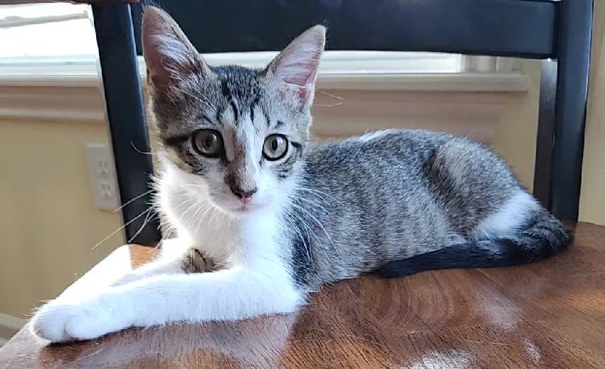 Spot, a Adoptable Domestic Short Hair in Lafayette, LA image 2/6