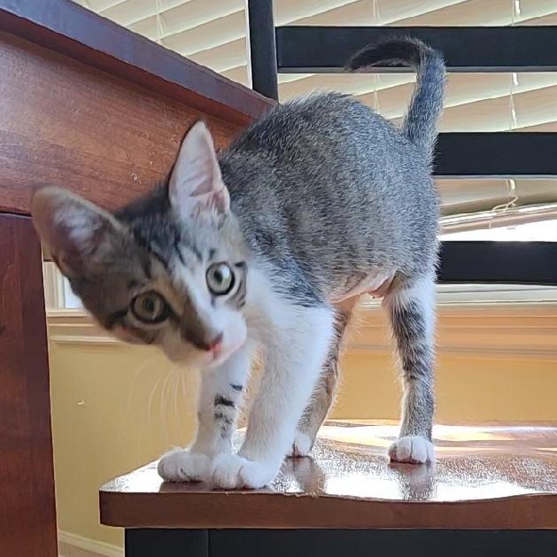Spot, a Adoptable Domestic Short Hair in Lafayette, LA image 3/6