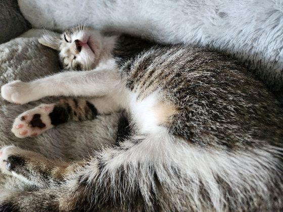 Spot, a Adoptable Domestic Short Hair in Lafayette, LA image 5/6