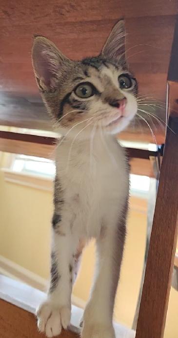 Spot, a Adoptable Domestic Short Hair in Lafayette, LA image 4/6