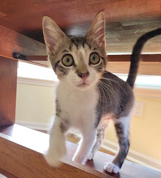 Spot, Adoptable, Kitten Female Domestic Short Hair.