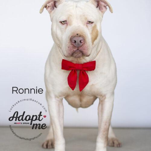 Ronnie, Adoptable, Senior Female American Staffordshire Terrier.