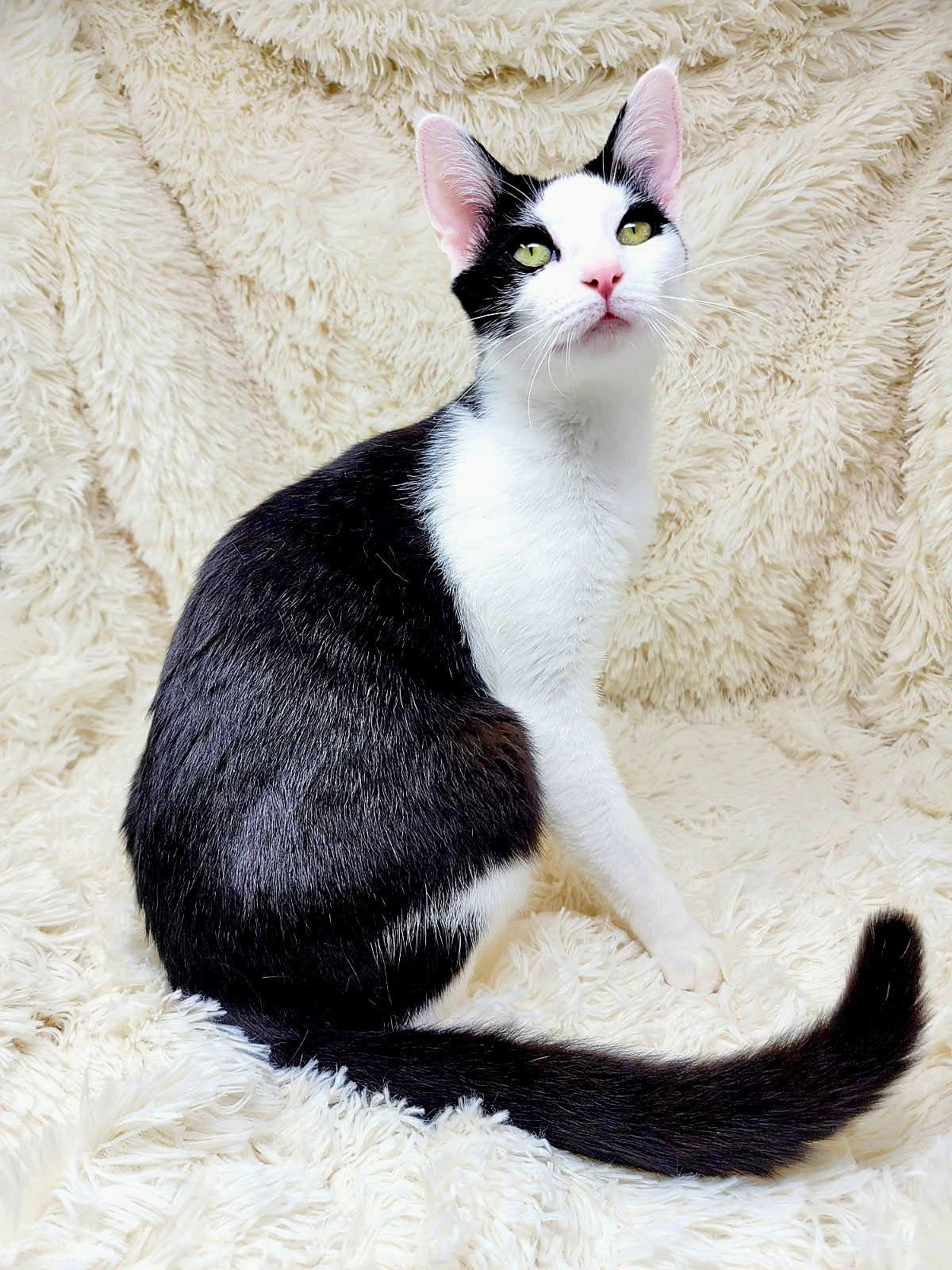Enlarge ROCKY, a Adoptable Domestic Short Hair in Franklin, TN image 1/3