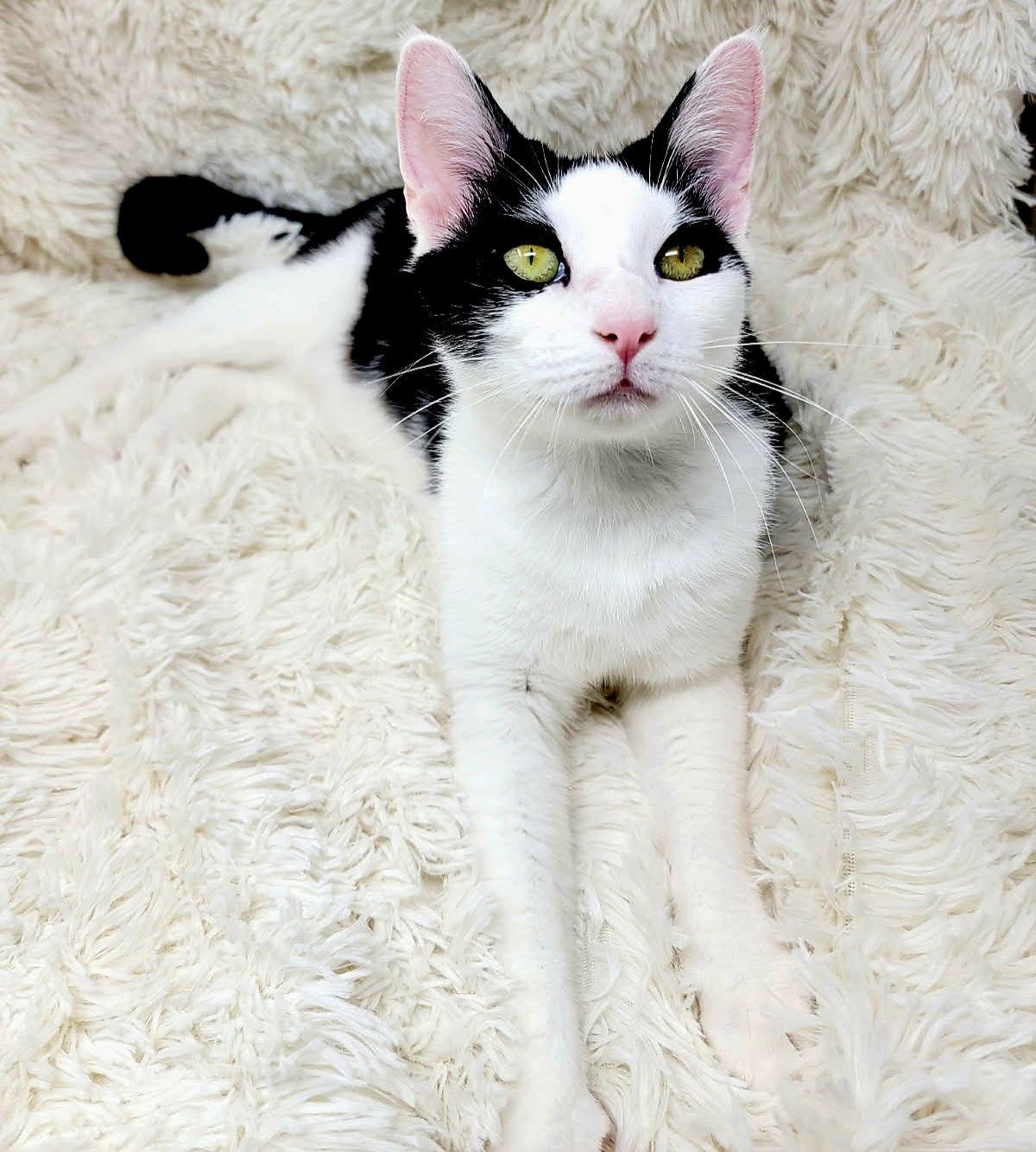 Enlarge ROCKY, a Adoptable Domestic Short Hair in Franklin, TN image 3/3