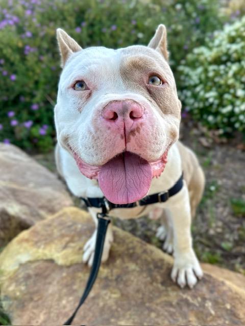 Enlarge PATRICK, a Adoptable Pit Bull Terrier in Santa Maria, CA image 1/1