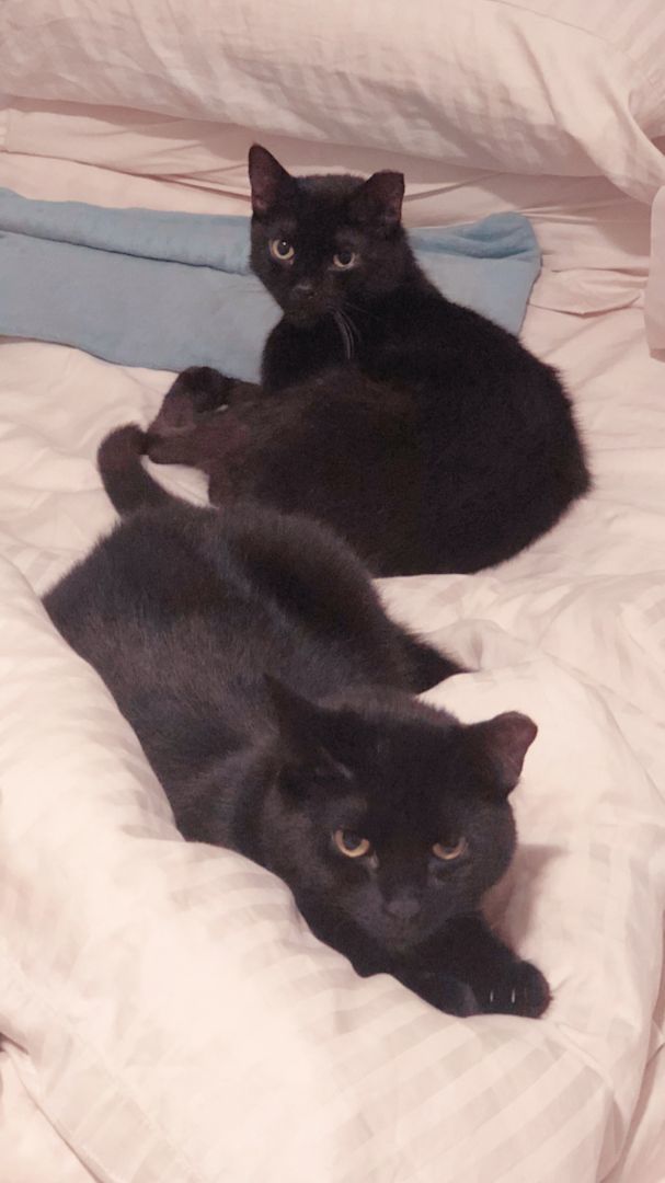 Mia & Milo, Adopted, Young Male Bombay & American Shorthair.