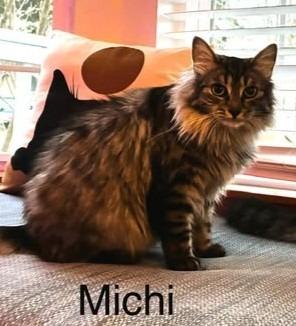 Michi Mama / Moby, Adoptable, Young Female Domestic Short Hair.