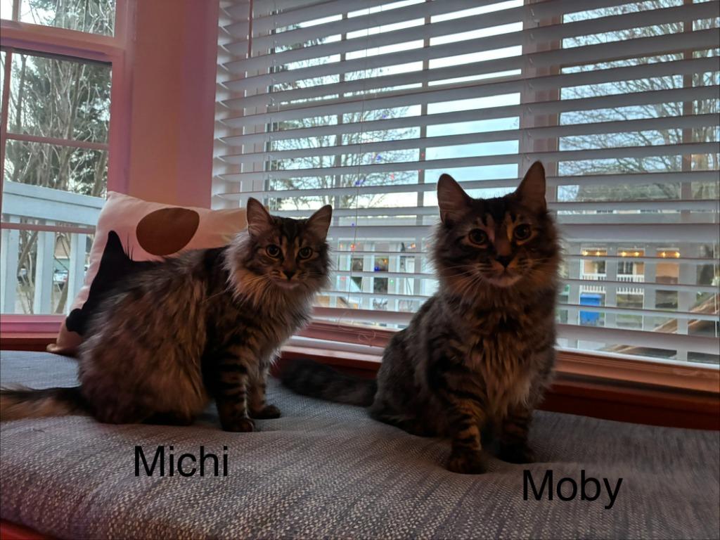 Enlarge Michi Mama / Moby, a Adoptable mixed breed in Shelton, WA image 2/2