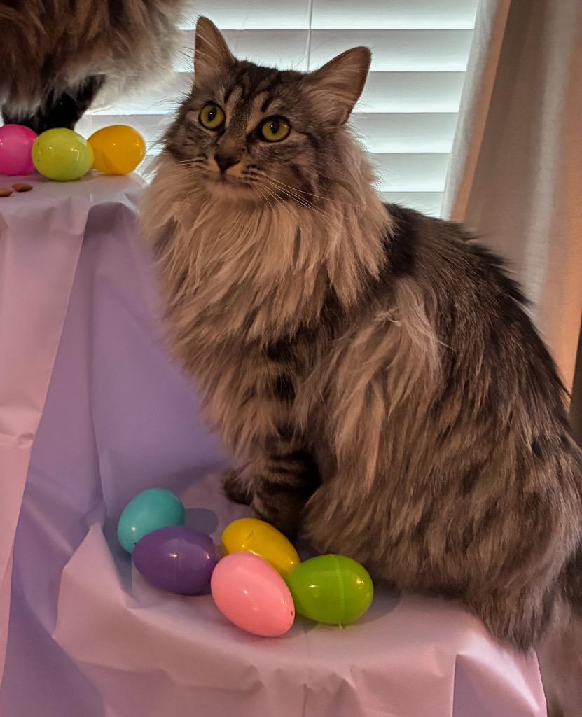 Enlarge Michi Mama / Moby, a Adoptable mixed breed in Shelton, WA image 3/3