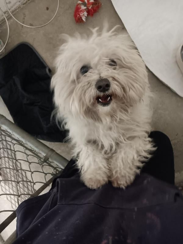 Enlarge Peter Cottontail, an adoptable mixed breed in Aurora, IL image 4/6