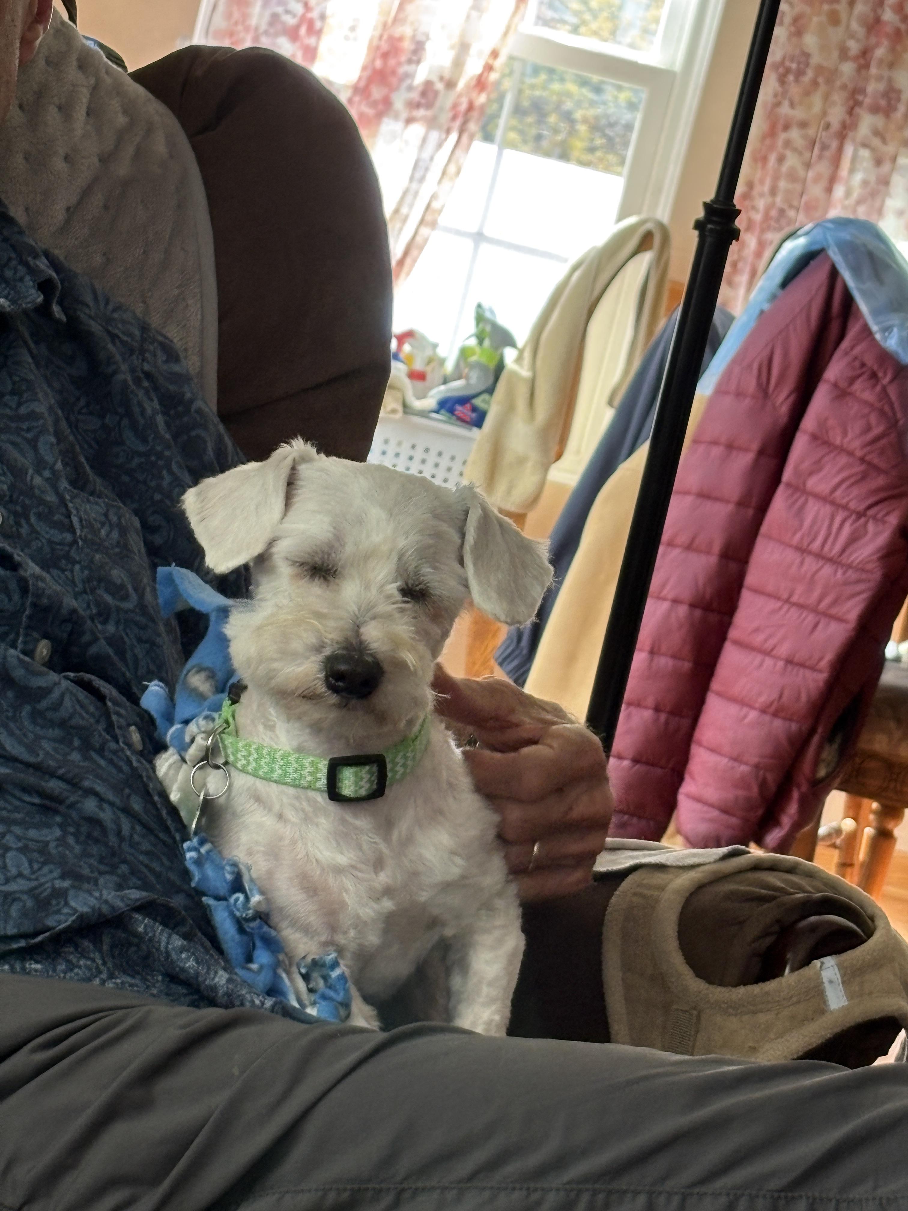 Enlarge Peter Cottontail, an adoptable mixed breed in Aurora, IL image 3/6