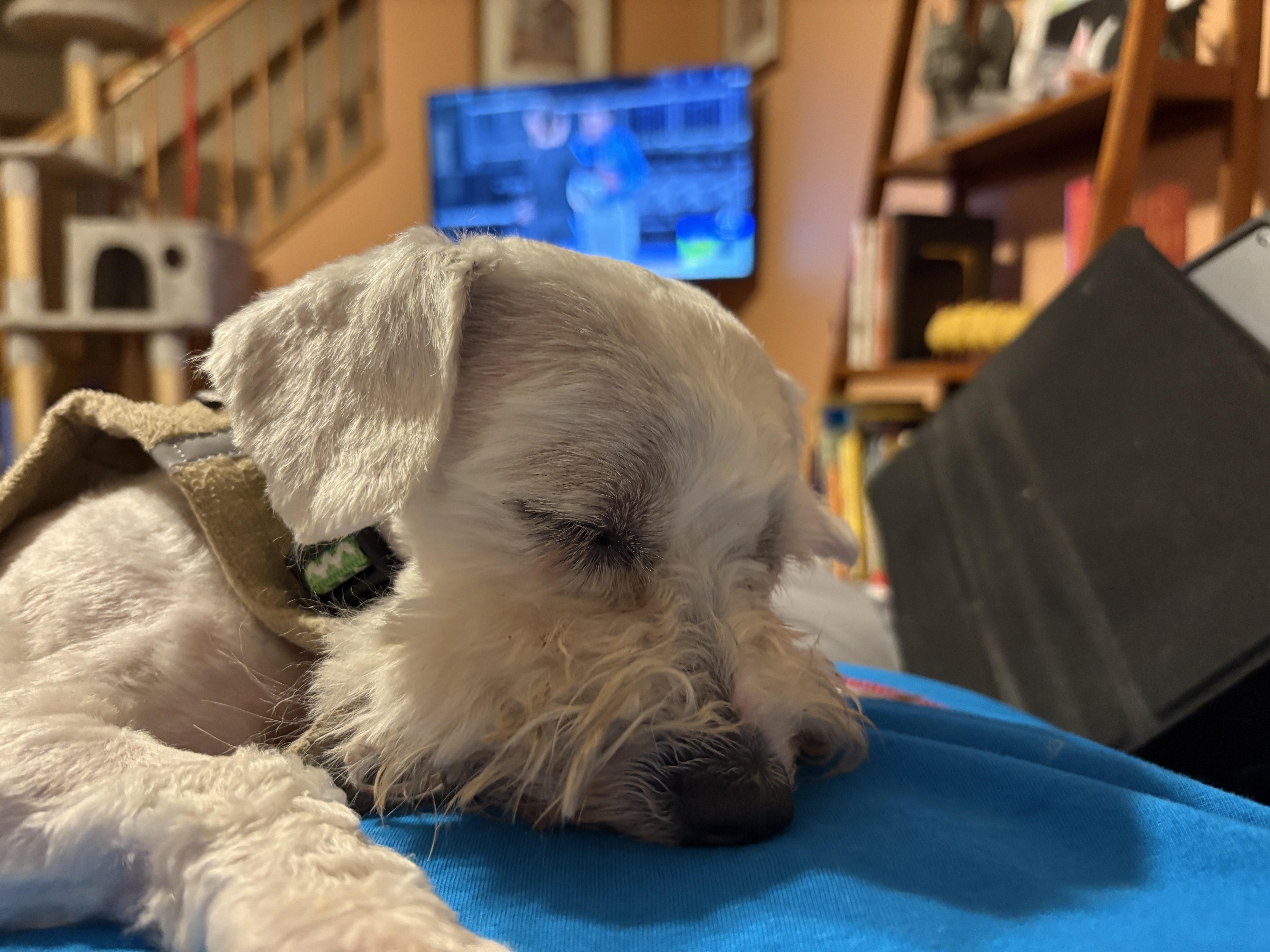 Enlarge Peter Cottontail, an adoptable mixed breed in Aurora, IL image 2/6