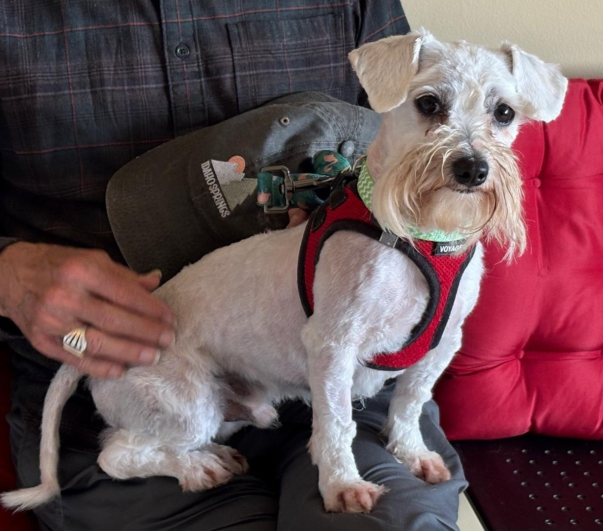 Peter Cottontail, adoptable, Adult Male Maltese & Miniature Poodle.