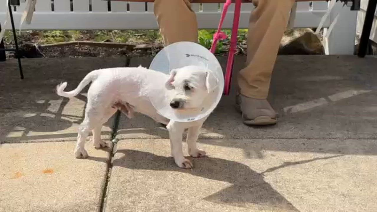 Enlarge Peter Cottontail, an adoptable mixed breed in Aurora, IL video 5/6