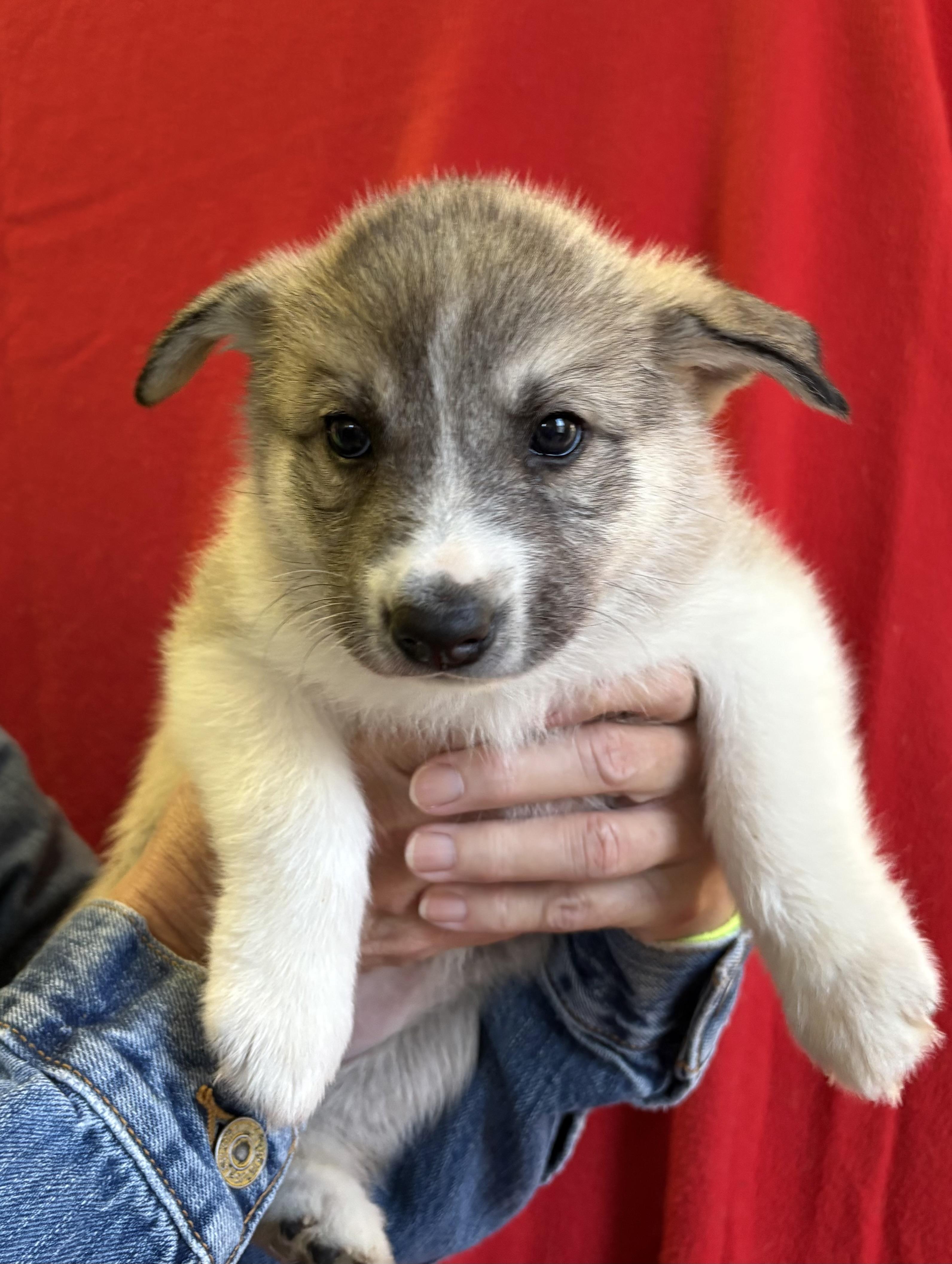 Clove, Adoptable, Puppy Female Husky.