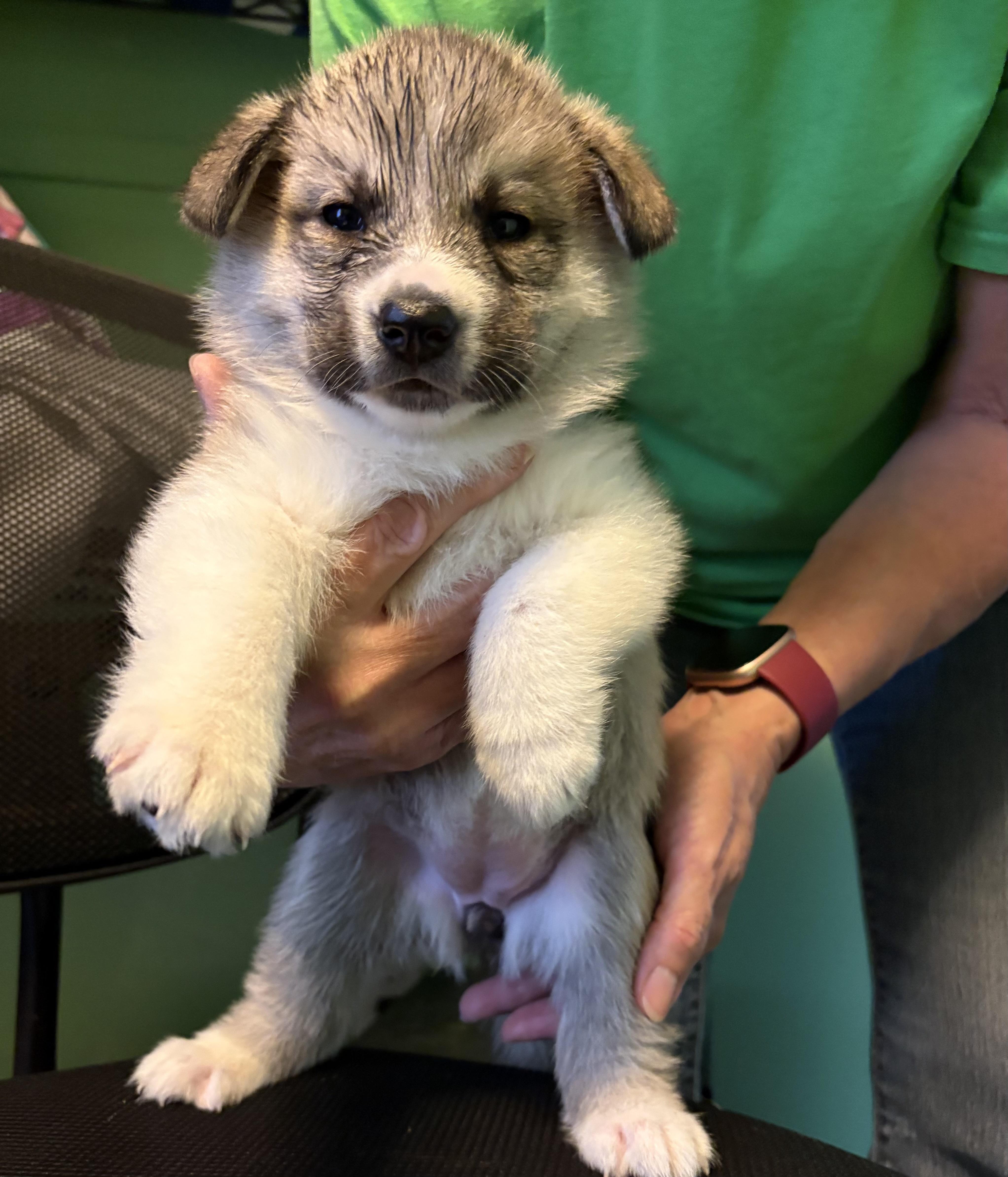Clove, a Adoptable Husky in Cherokee Village, AR image 2/2