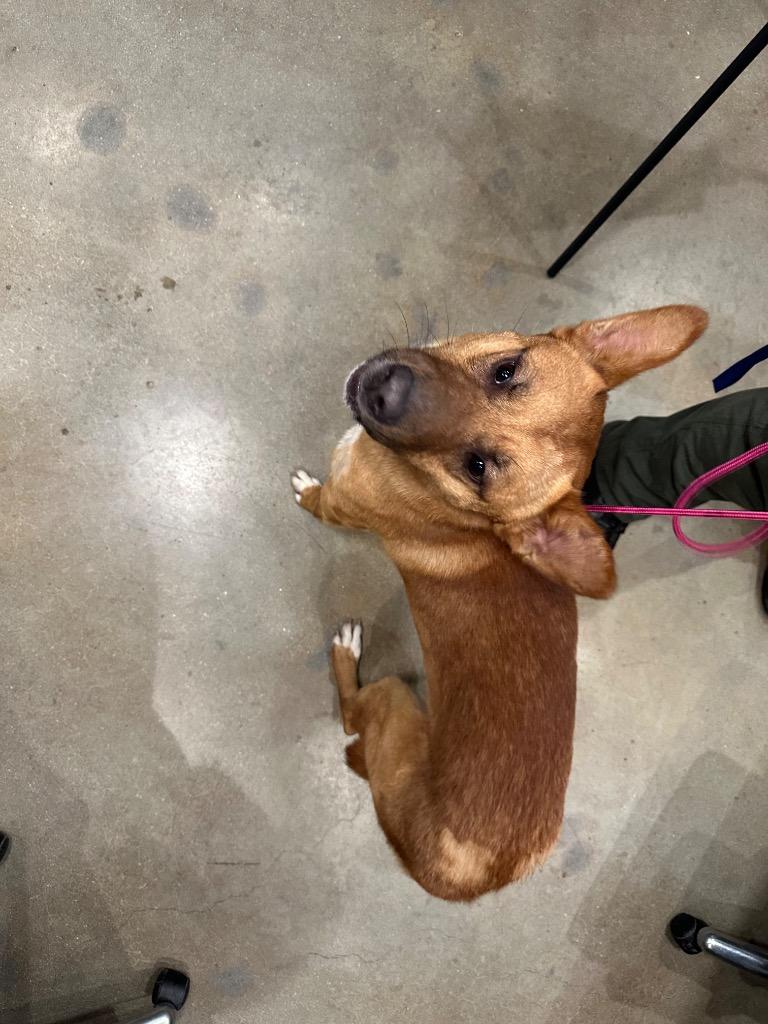 Wilee, Adoptable, Young Male Mixed Breed.